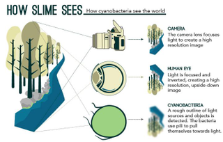 Illustration for article titled These Bacteria Are Essentially Tentacle-Covered Eyeballs
